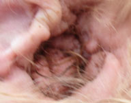 Timmy's poor swollen ear