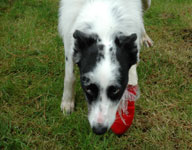 Smudge with his poorly paw