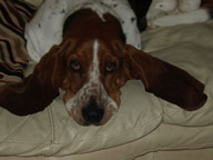 Alvin the basset