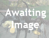 More dogs looking for homes