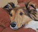 Pet Portraits by Christine Pitt