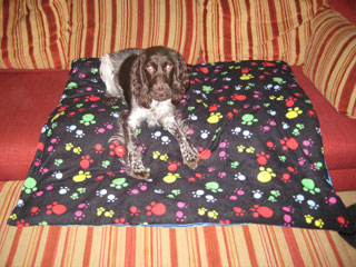 Lovely laid back terrier