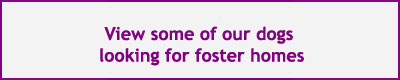 View the dogs looking for foster homes