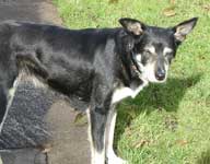 Lilly - lovely collie lady