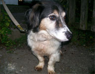Merlin - lovely old gentleman