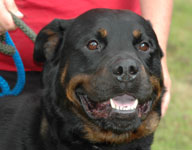 Rotti - handsome rottweiler