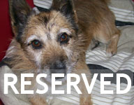 Ollie - handsome terrier boy