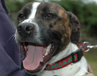 Phelan - handsome staffie cross