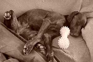 Belle owned by Gina Owens