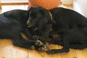 Boris and Pippa owned by Jo Maisey