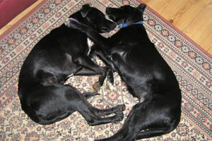 Boris and Pippa owned by Jo Maisey