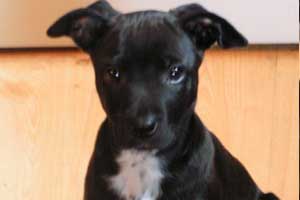Diz fostered by Sue Doherty