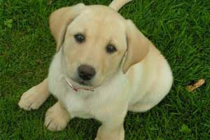 Diz fostered by Sue Doherty