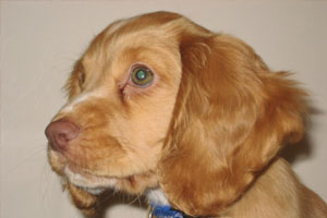Roxy owned by Holly