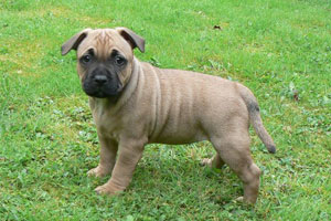 Tala owned by Caroline Chapman