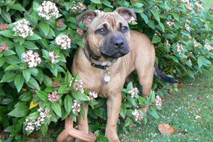 Tala owned by Caroline Chapman