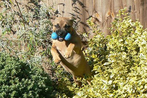 Tala owned by Caroline Chapman