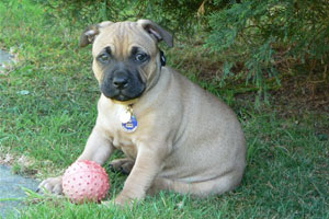 Tala owned by Caroline Chapman