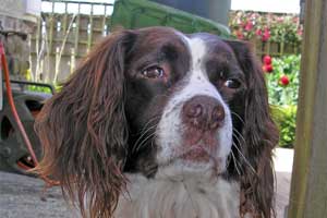 Jack owned by Michelle Poole