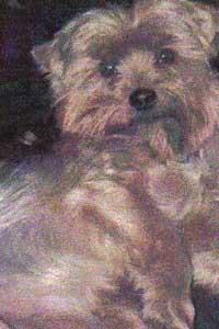Jake owned by Sue Doherty