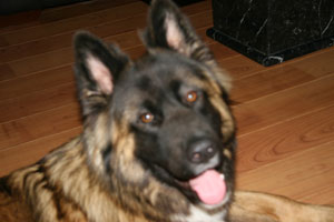 Ted owned by Carol Middleton