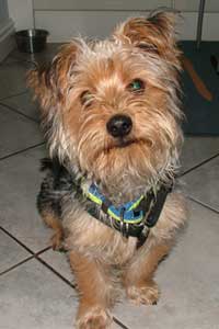 Todster owned by Gina Owens