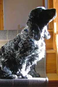 Cassie owned by Annie Gregory