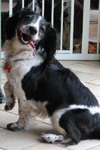 Emma owned by Lynn Webb