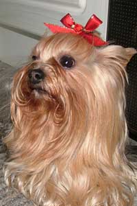 Mia owned by Gina Owens 