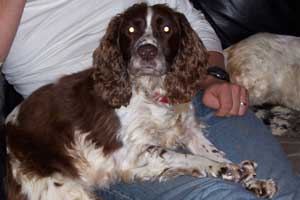 Sally owned by Danielle Benyon