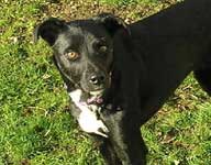 Pippa - pretty collie cross 