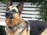 Lovley older GSD girl