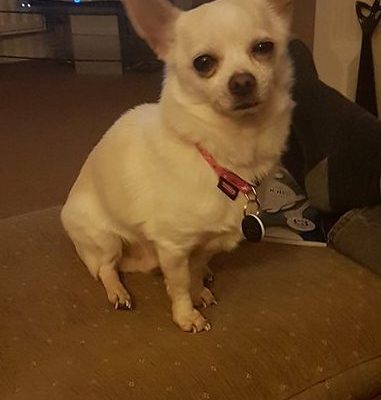 Charlie – Chihuahua