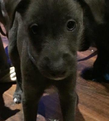 Harper – Whippet crossbreed