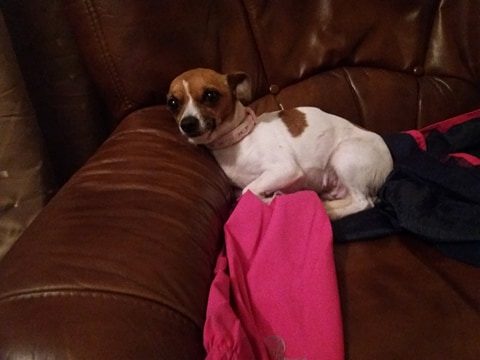 Missy – Chi Jack Russell Terrier Crossbreed