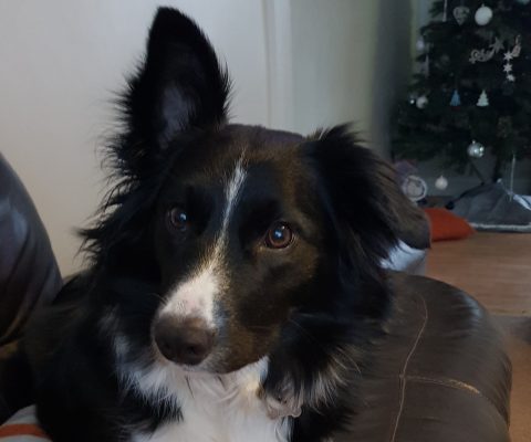 Bailie – Collie