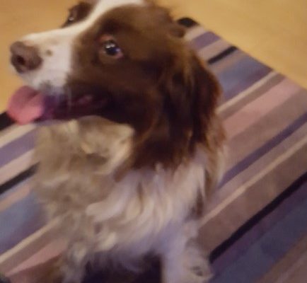 Scrappy – Springer Spaniel