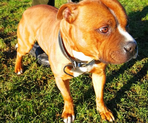 Scooby – Staffordshire Bull Terrier