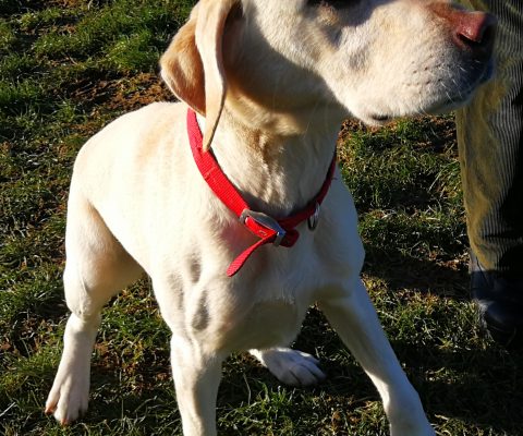 Caliph – Labrador