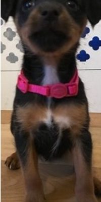 Pumpkin – Jack Russell Terrier